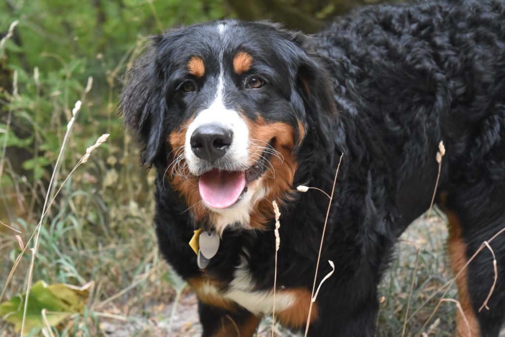one outdoor dog hiking utah