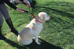lab dog waring a red leisure leash