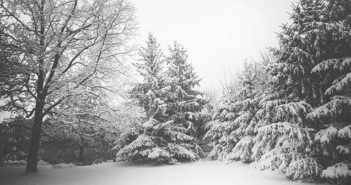 Resort Report Black and white winter photo with trees