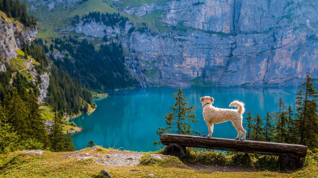 dog hiking