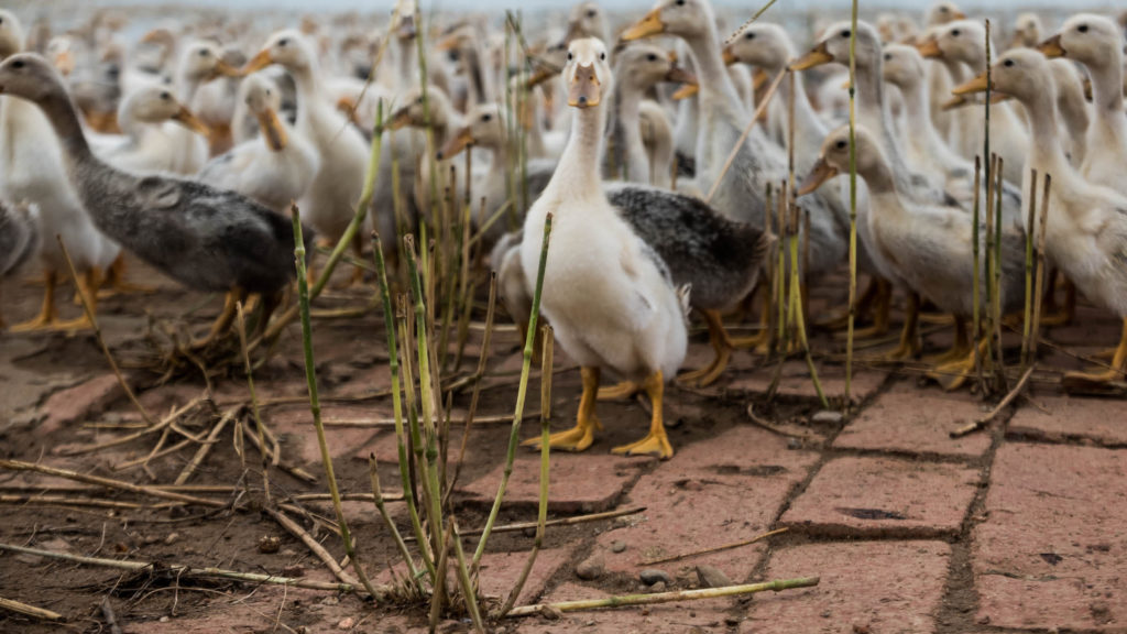 ethical down ducks